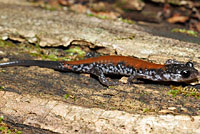 Yonahlossee Salamander