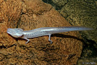 Salamander