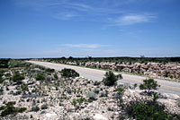 Gray-banded Kingsnake habitat