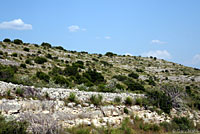 Gray-banded Kingsnake habitat