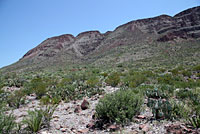 Trans-Pecos Ratsnake  Habitat