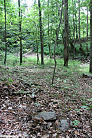 Eastern Wormsnake Habitat