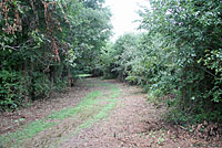 Northern Black Racer habitat