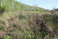 Southern Black Racer habitat