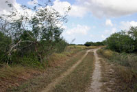 Mexican Racer habitat