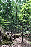 Northern Black Racer habitat