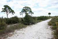 Gopher Tortoise habitat