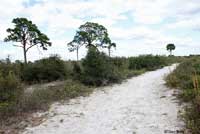 Eastern Coachwhip habitat