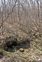 Red-sided Gartersnake Den