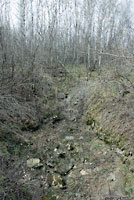 Red-sided Gartersnake Den