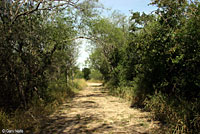 Texas Indigo Snake Habitat