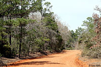 Broad-banded Copperhead habitat