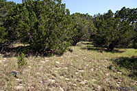 Plains Threadsnake habitat