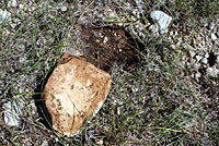 Plains Threadsnake habitat