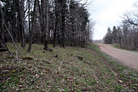 Northern Ring-necked Snake habitat