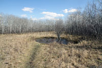 Red-sided Gartersnake habitat