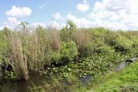 Brown Watersnake habitat