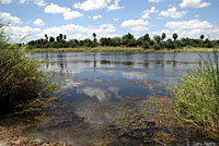 Northern Diamond-backed Watersnake habitat