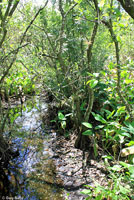 Florida Watersnake habitat