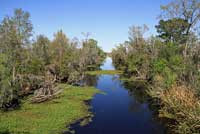 Plain-bellied Watersnake habitat