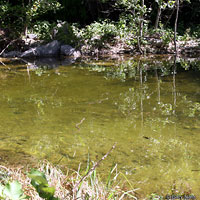 Plain-bellied Watersnake