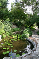 Northern Diamond-backed Watersnake habitat