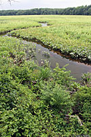 Northern Watersnake habitat