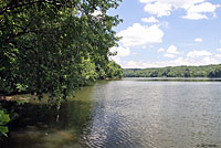 Northern Watersnake habitat