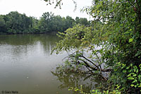 Brown Watersnake habitat