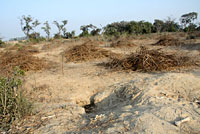 Indian Rock Python habitat