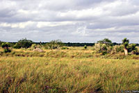 Great Plains Ratsnake habitat