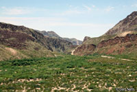 Trans-Pecos Ratsnake  Habitat