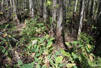 Florida Watersnake habitat