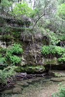 Red-striped Ribbon Snake habitat