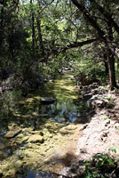 Red-striped Ribbon Snake habitat