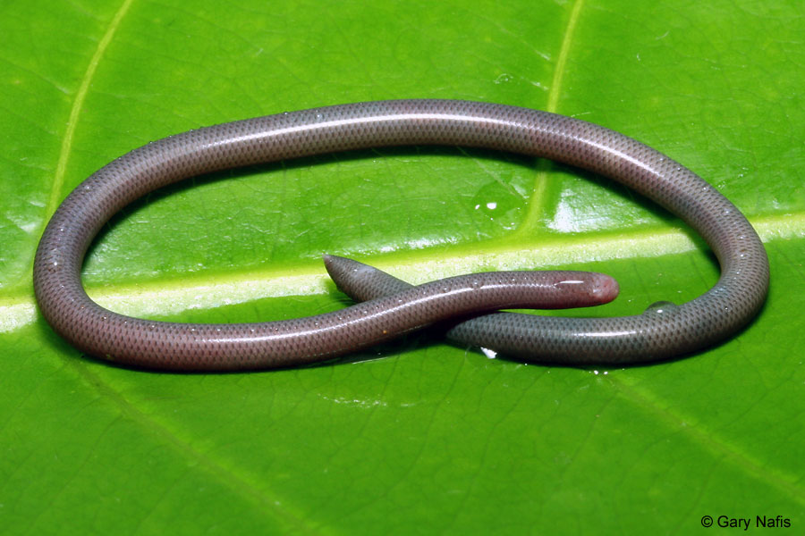 Design 35 of Brahminy Blind Snake Poisonous