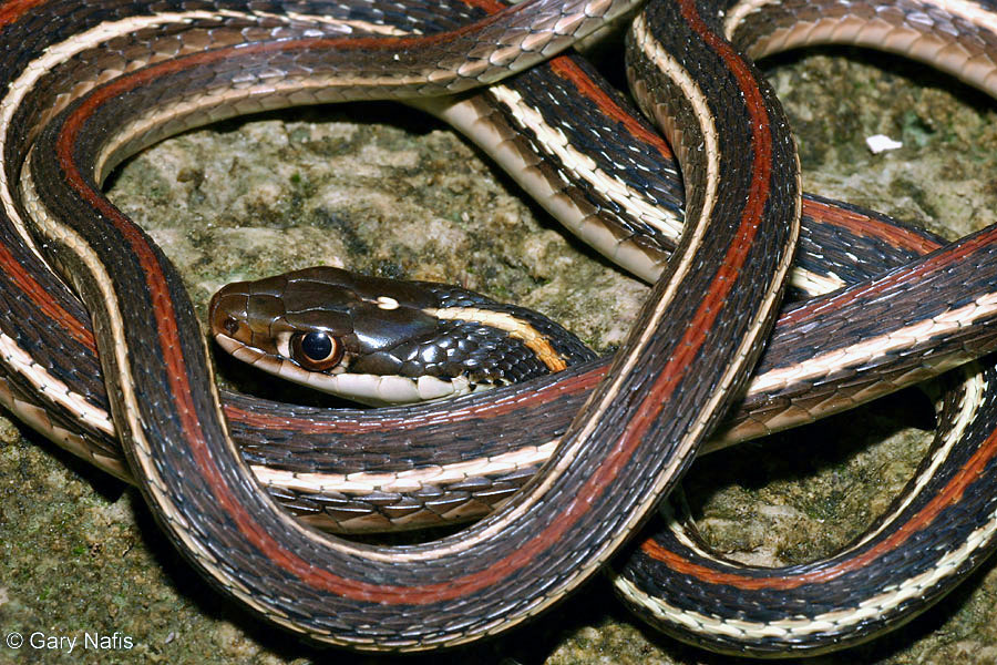 Red striped ribbon snake thamnophis proximus rubrilineatus