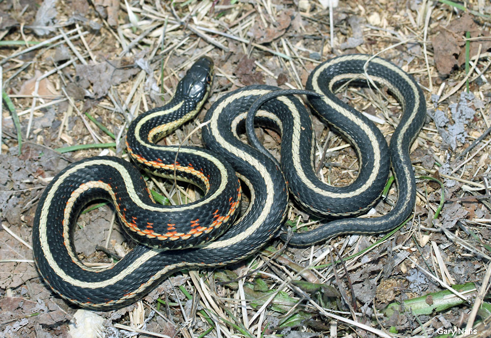 Red-sided Gartersnake - Thamnophis sirtalis parietalis