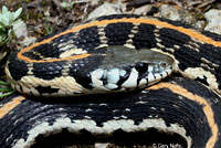 Eastern Black-necked Gartersnake