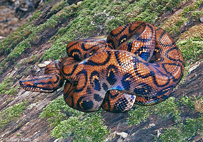 Rough Earth Snake