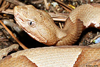 Broad-banded Copperhead 