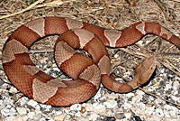 Broad-banded Copperhead