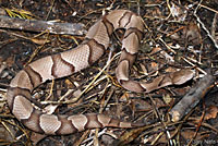 Southern Copperhead