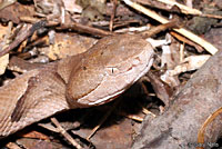 Southern Copperhead