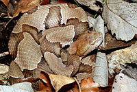 Osage Copperhead 