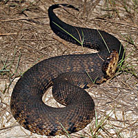 Western Cottonmouth