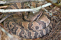 Florida Cottonmouth