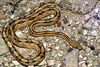 Trans-Pecos Ratsnake 