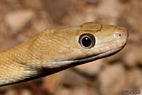 Trans-Pecos Ratsnake 