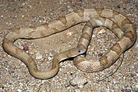 Trans-Pecos Ratsnake 